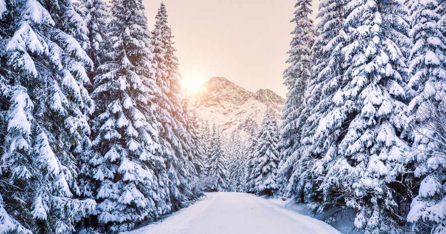 bosco innevato migliorare la tua salute mentale